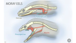 Long muscles pull morays' pharyngeal jaws forward to grasp prey and then slide it down their throats.
