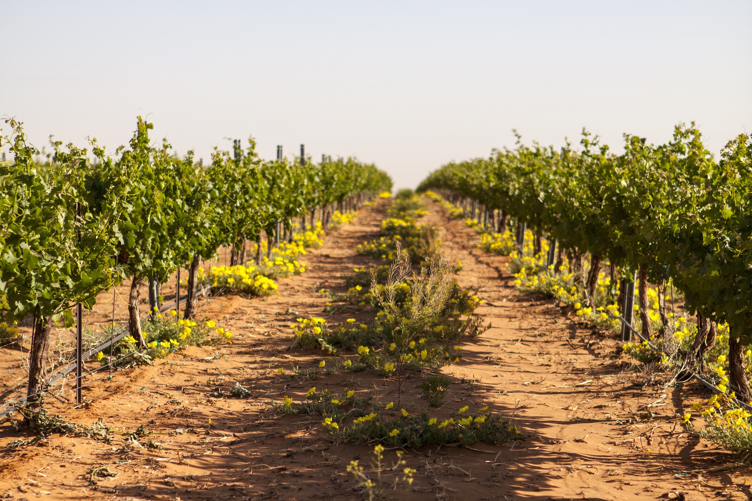 Two rows of vines planted in the mostly bare reddish soils of Newsom Vineyard, with some scrubby plants down the middle of the row and low-growing plants under the vines.