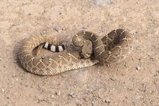 This rattlesnake was stretched full length on a sunny February day on the dirt near a freeway in Phoenix, Arizona. When approached, it coiled up, rattled a bit, flicked its tongue, hissed and otherwise warned off any fool who might get too close. Said fool stayed back.