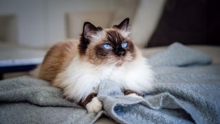 Birman cat with piercing blue eyes