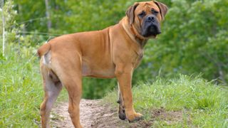 Boerboel