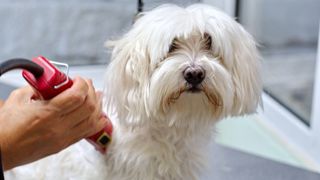 Dog getting groomed with clippers