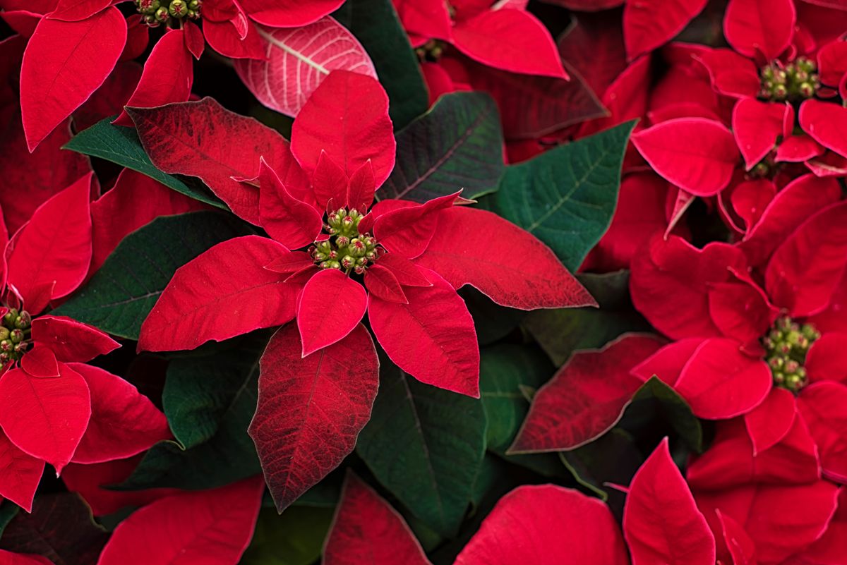 When should I put my poinsettia in the dark? Experts explain | Livingetc