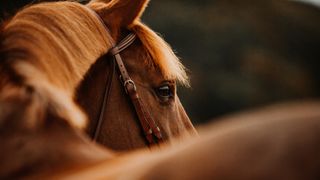 Chestnut horse portrait