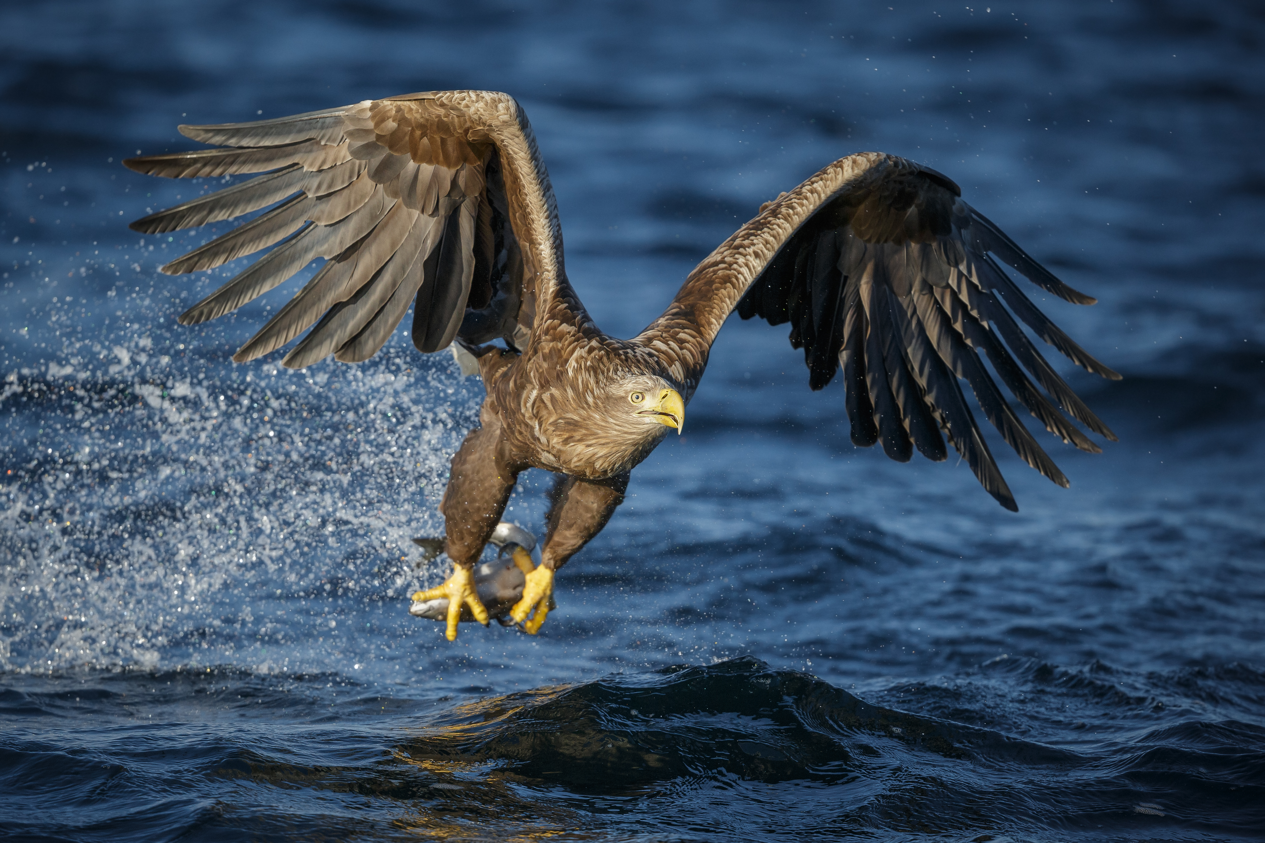 A white-tailed eagle swooping over the sea