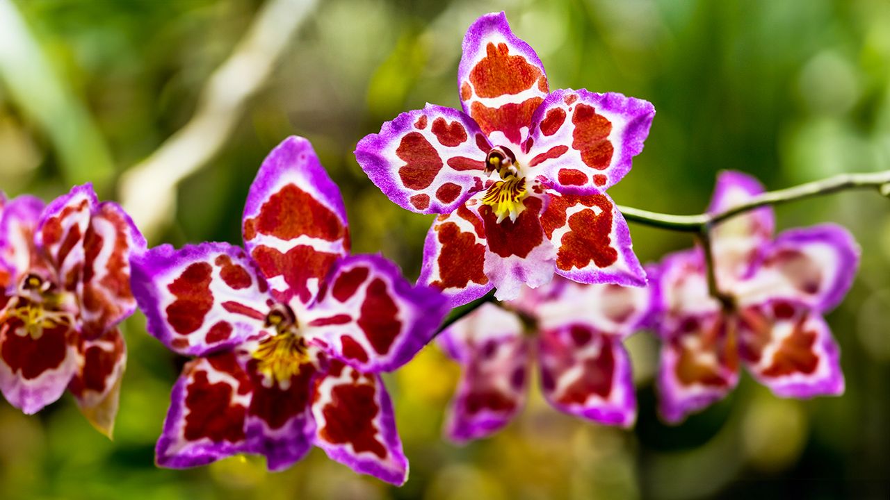 Odontoglossum orchid flowers