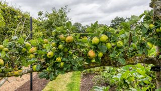 how to design a potager: apple King Of The Pippins trained in espalier style