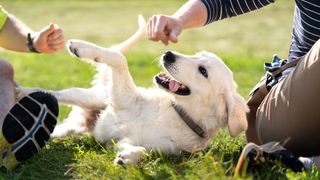 Dog lying on grass between owners