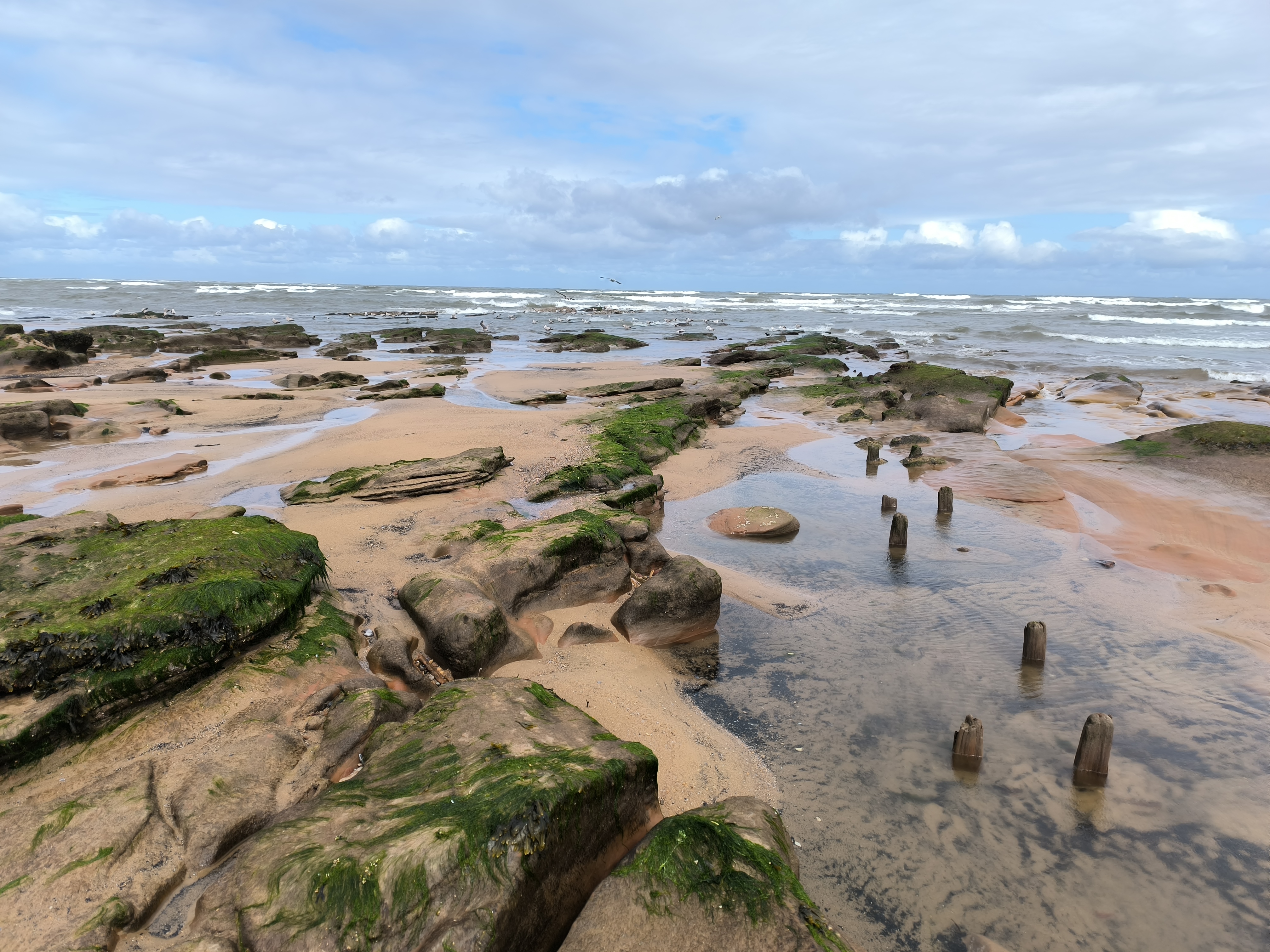 Rocky beach at low tide with patches of green seaweed on the rocks, shallow pools of water, and weathered wooden posts sticking out of the sand under a cloudy sky