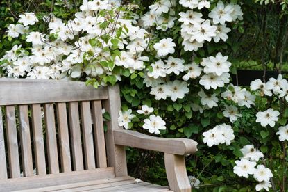 Images of Clematis