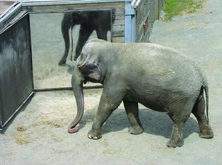 Asian Elephants Aware Of Themselves