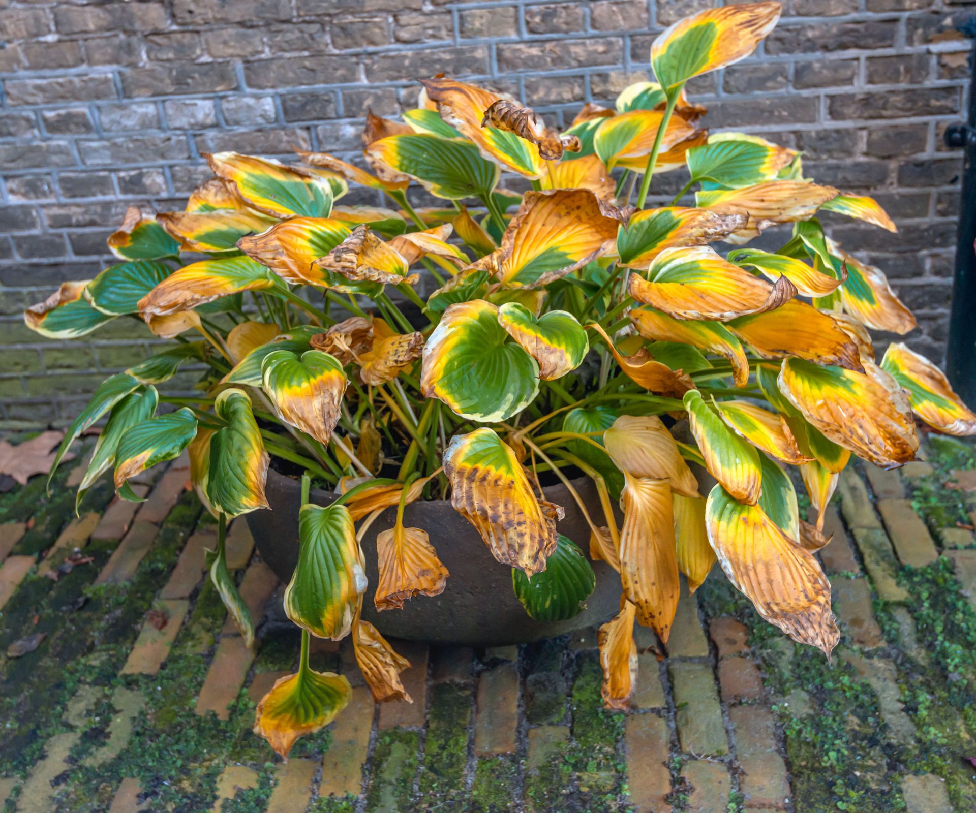 hosta plant in container with yellow leaves