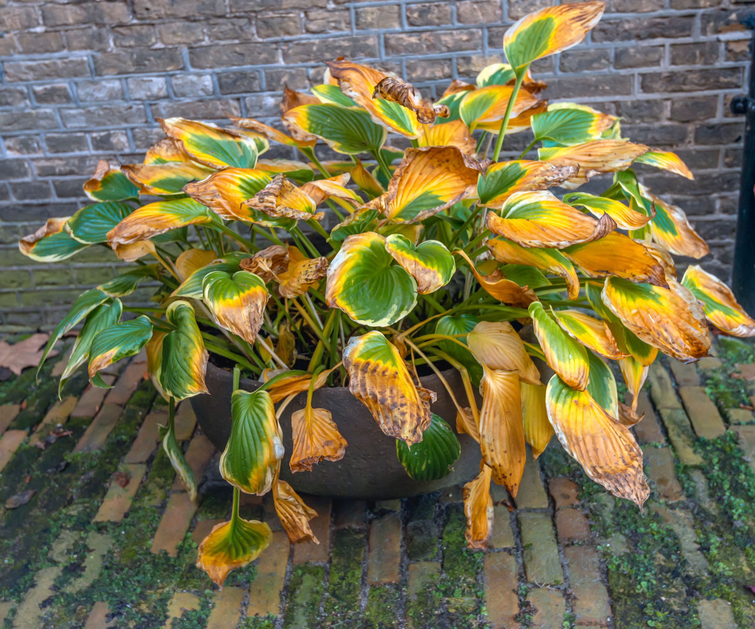 hosta plant in container with yellow leaves