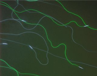A green fluorescent protein makes fruit fly sperm glow green.