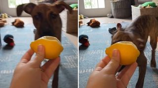 dog's hilarious reaction to a lemon goes viral