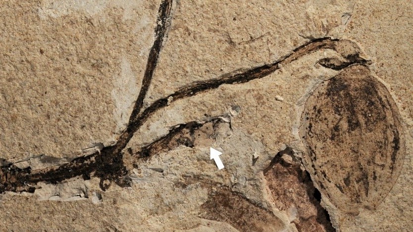 The fossilized Florigerminis jurassica plant with a defined stem, bulbous fruit and fossilized flower bud (marked by the white arrow).