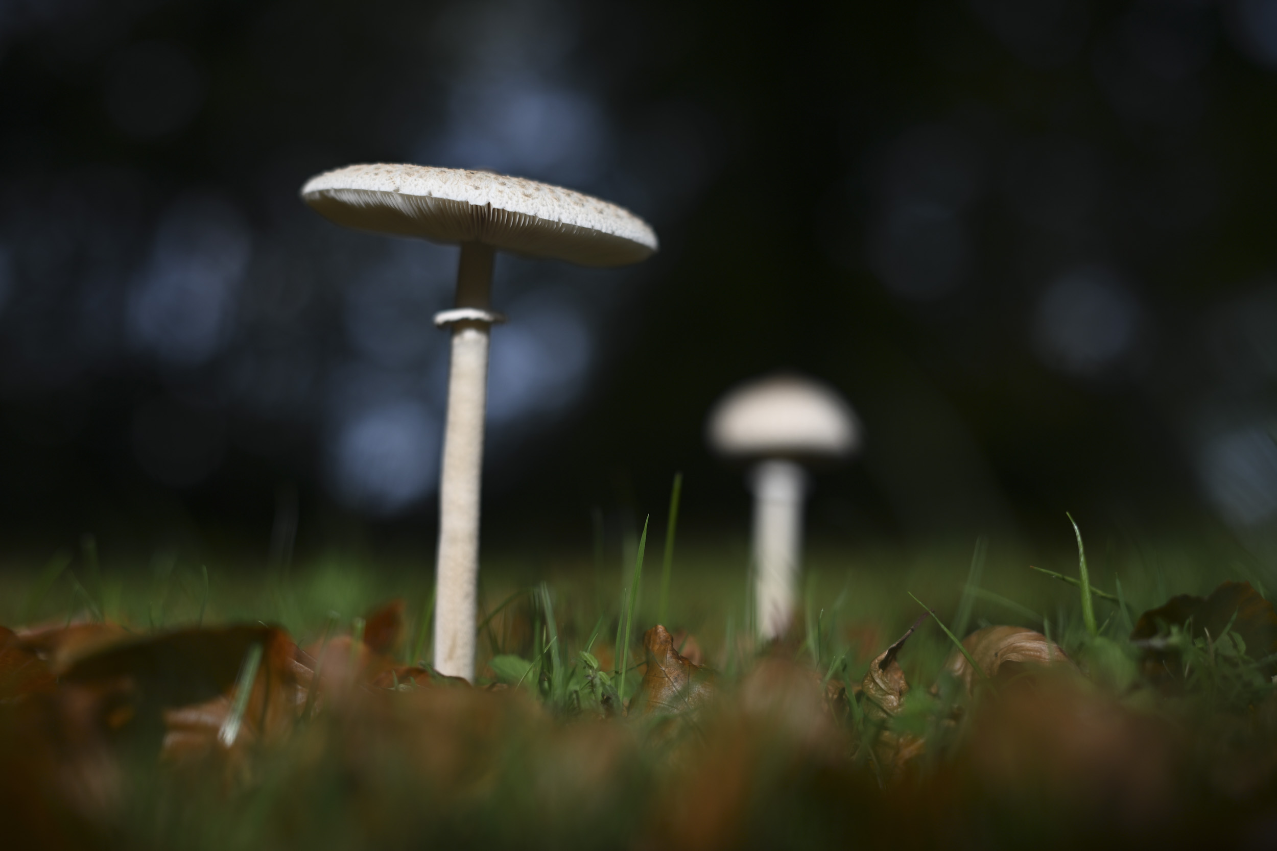 Mushroom, taken with the Nikon Z 50mm f/1.4 lens