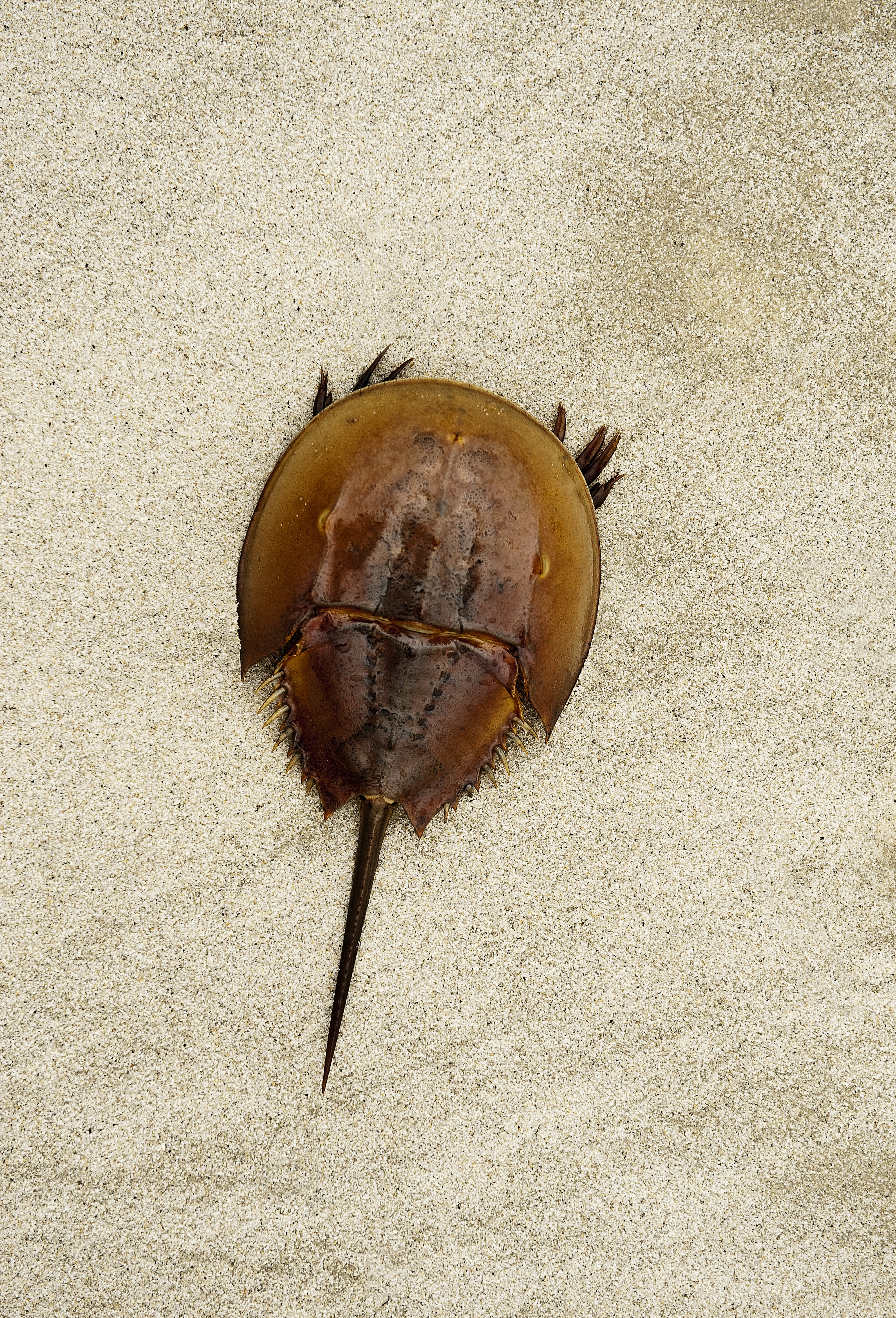 Horseshoe crab