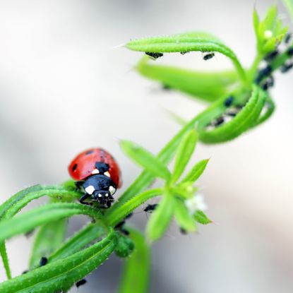 Ladybug eating aphids on plant