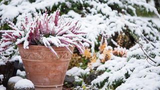 potted heather in snow