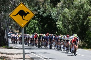 The peloton rides past a kangaroo sign during the second stage of the Tour Down Under cycling race in Adelaide on January 17, 2024. (Photo by Brenton EDWARDS / AFP) / -- IMAGE RESTRICTED TO EDITORIAL USE - STRICTLY NO COMMERCIAL USE --