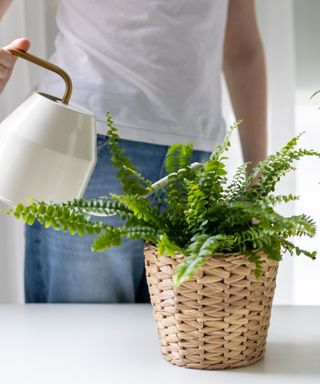 Water Boston fern