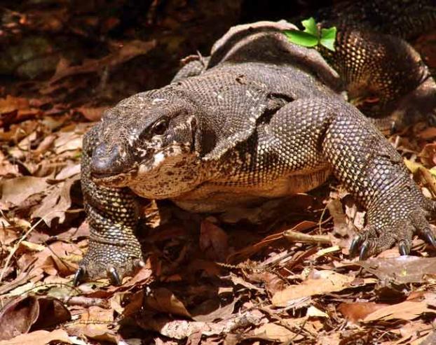V. palawanensis, a new species of monitor lizard.