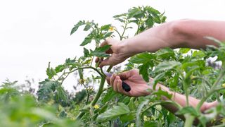 Man pruning a tomato plant from the top