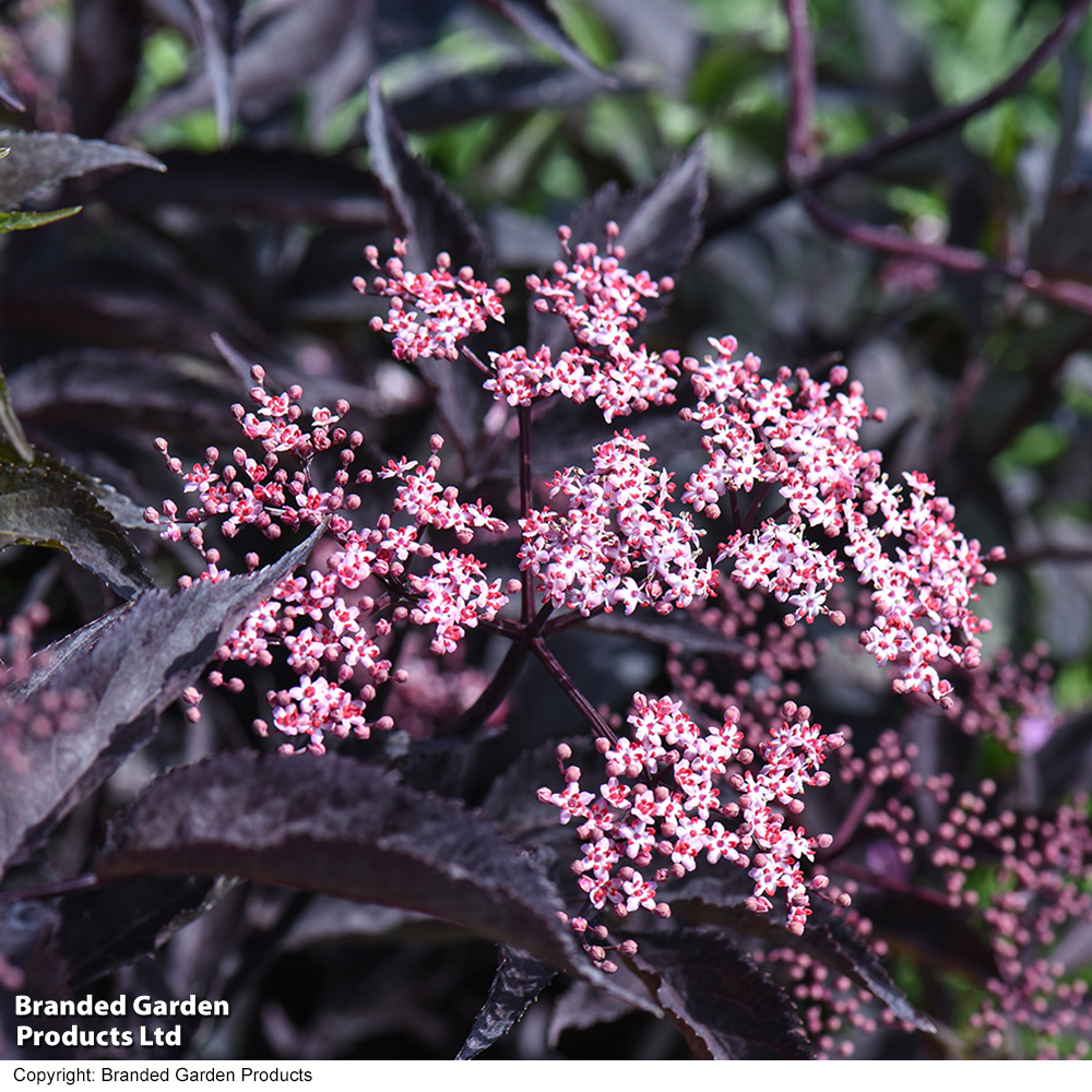 Sambucus Nigra F. Porphyrophylla &#039;black Beauty&#039;