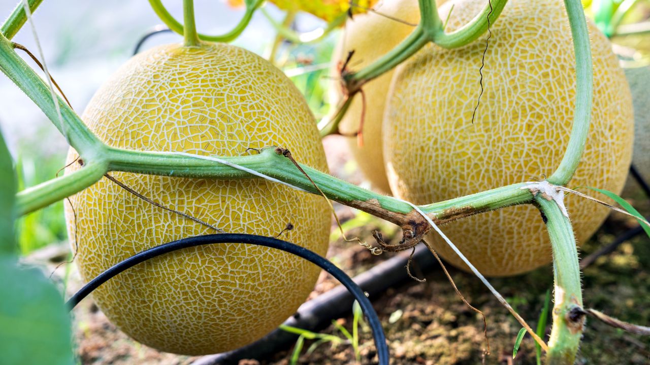 Melons growing in soil