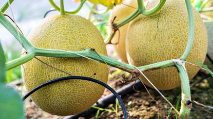 Melons growing in soil