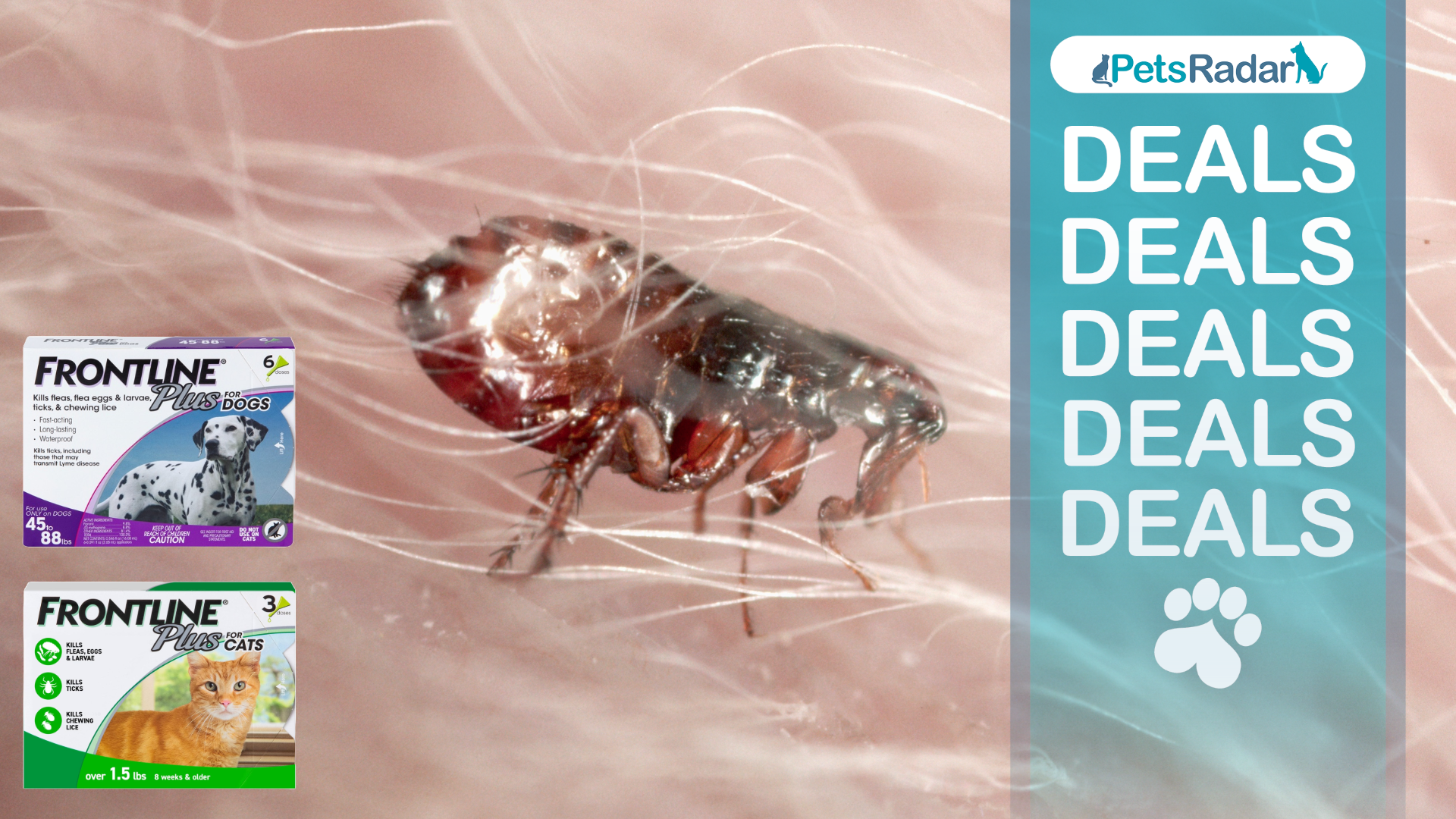 Flea in hair with PetsRadar deals overlay and frontline tick treatment packaging for cats and dogs