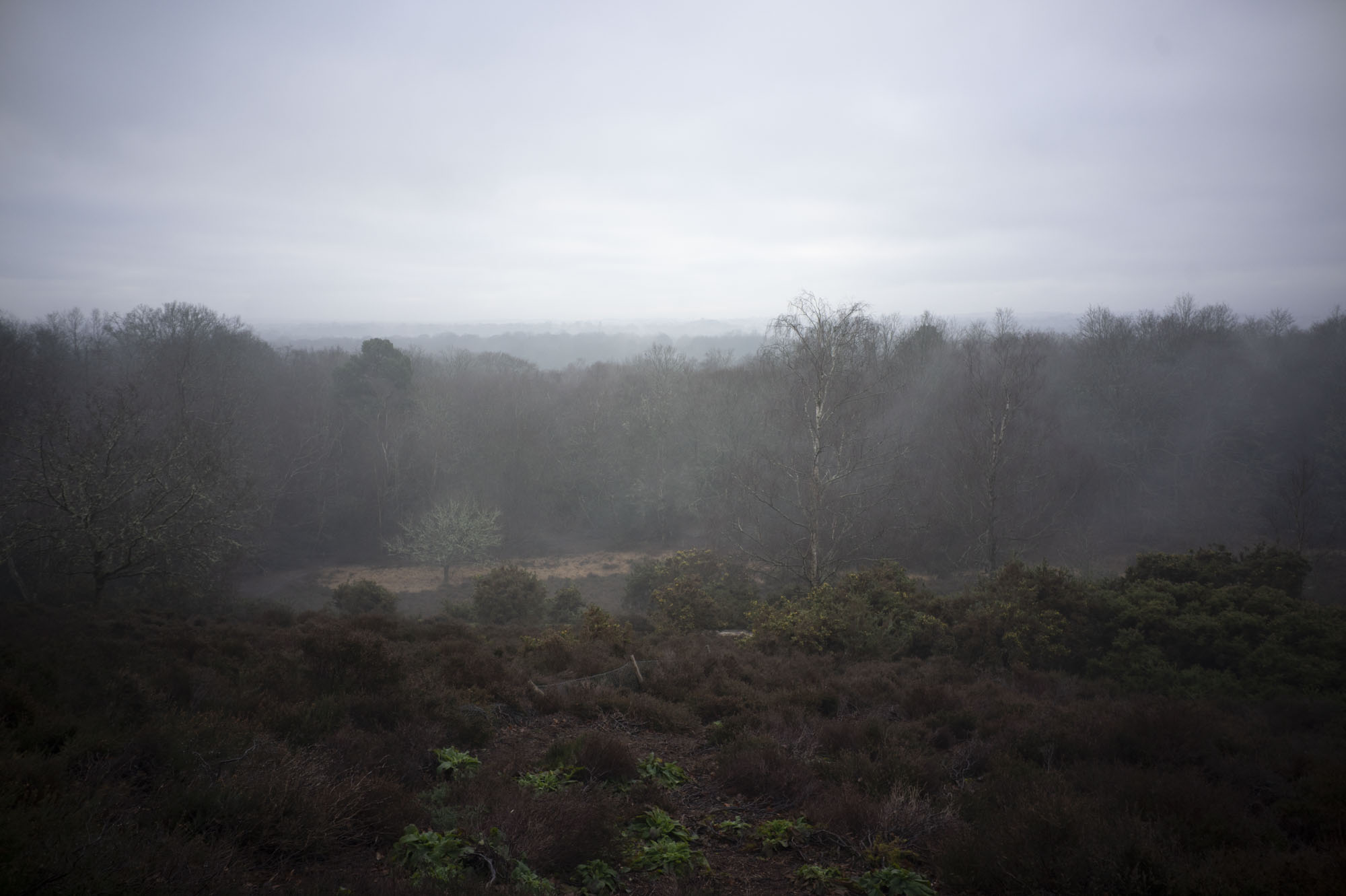 Viltrox AF 28mm F4.5 image gallery: an elevated view of a common on a misty morning