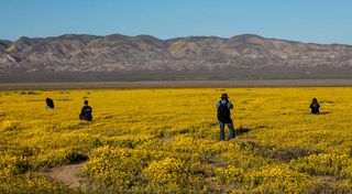 Monolopia lanceolata flowers in Carrizo Plain National Monument. Note that using new software and equipment, you can now easily capture 360 degree panoramic images. Check out Panorama 1 and Panorama 2 in my online photo gallery.