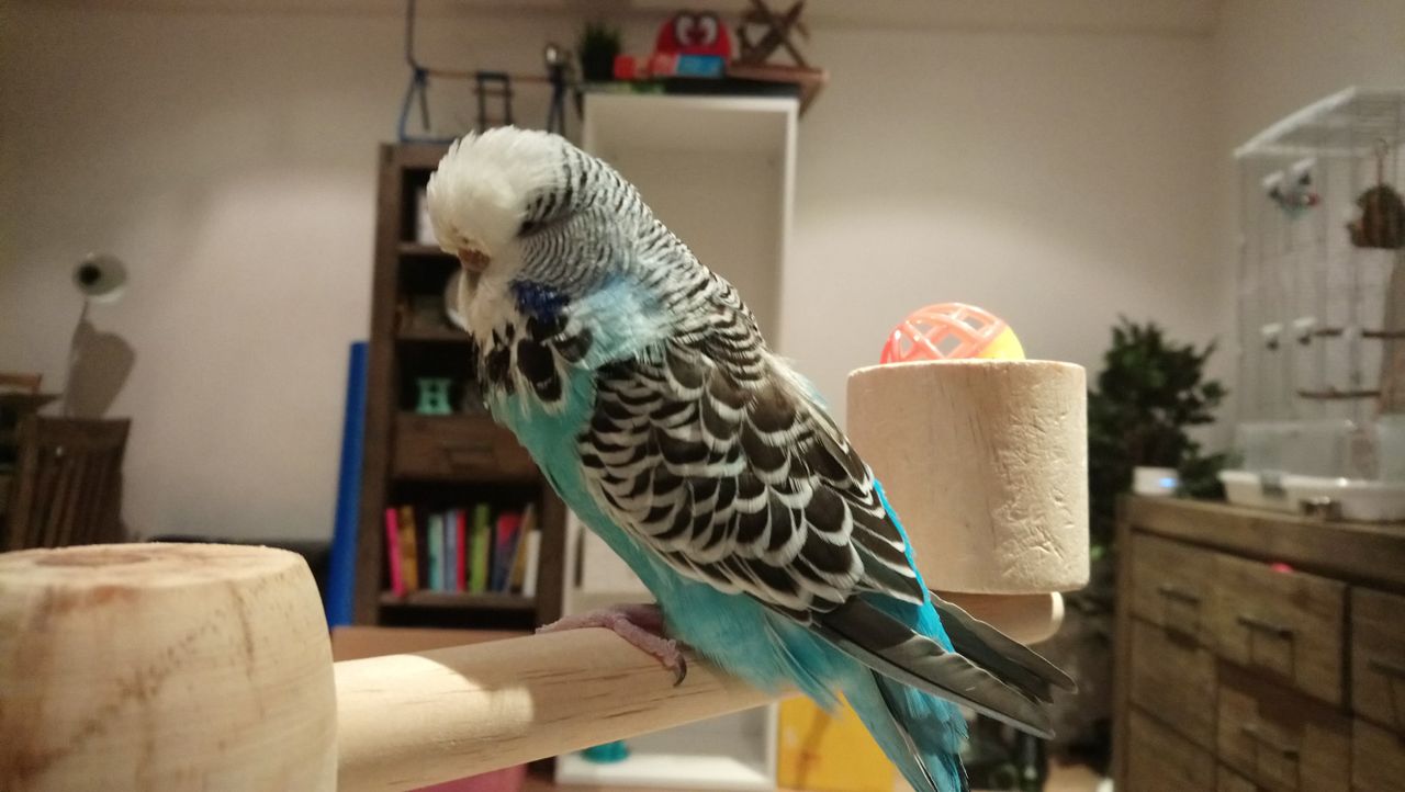 This indoor shot came out well because our budgie thankfully sat completely still. Other animal shots weren&rsquo;t so lucky.
