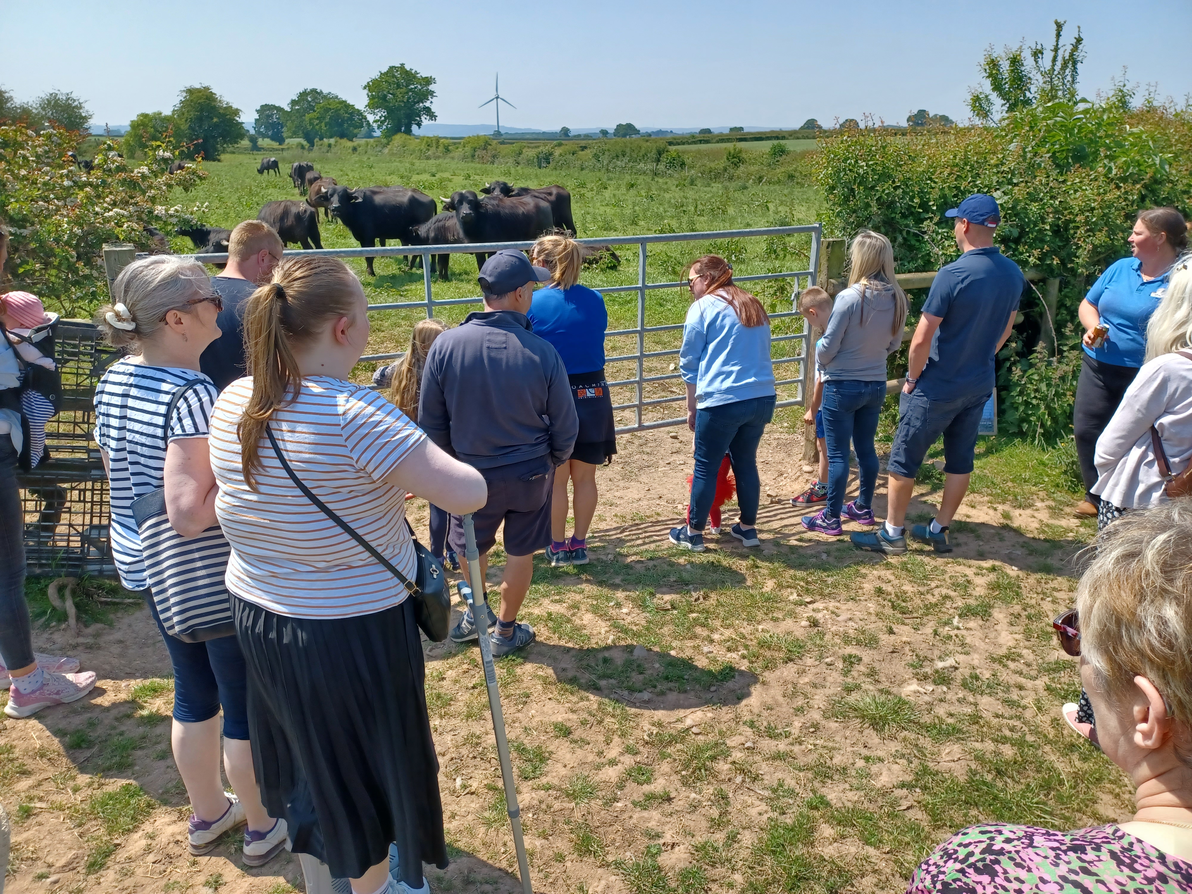 visitors looking at cows