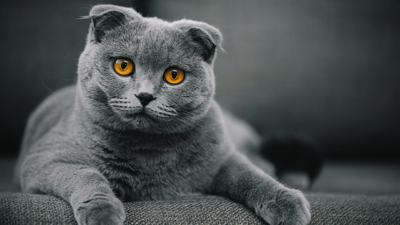 Scottish Fold cat with orange eyes