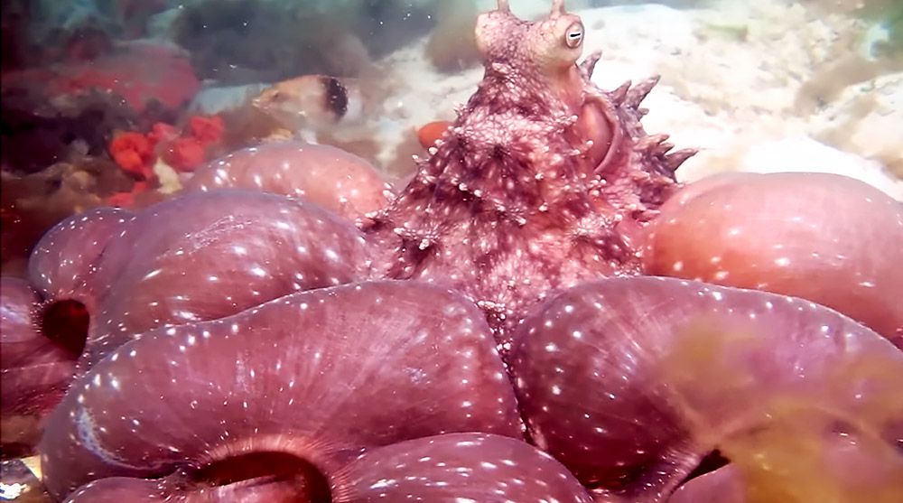 Octopus in Australia 