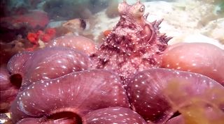 Octopus in Australia 