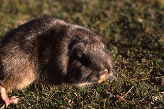 Lewis’s tuco-tuco in the grasslands