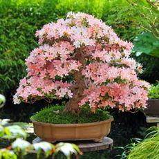 Azalea bonsai tree displayed as centerpiece in garden