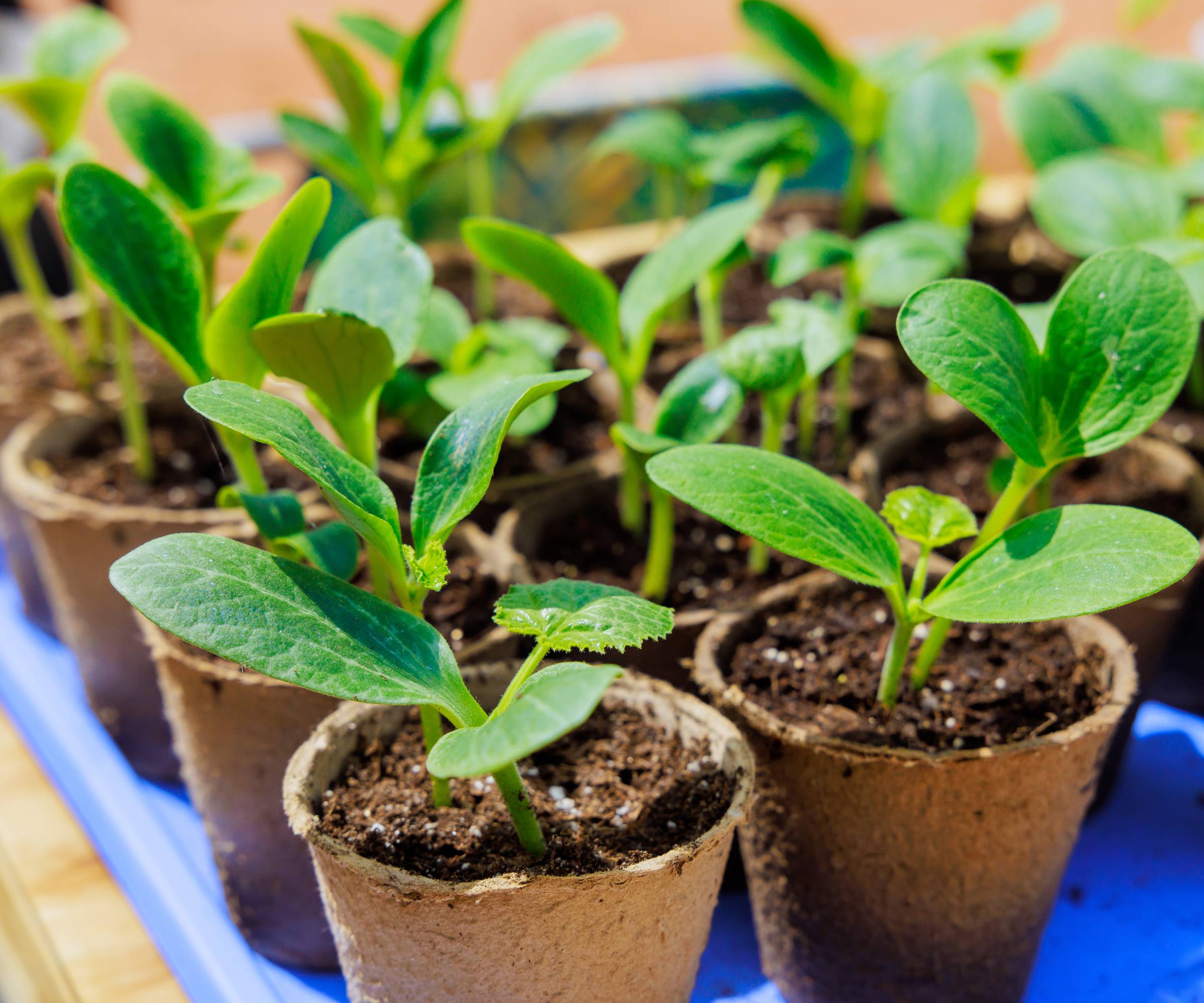 Potted zucchini seedlings