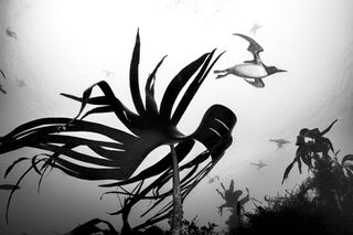 Black-and-white underwater image of guillemots, captured with a fisheye lens and with a large underwater plant in the foreground