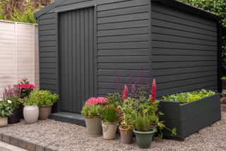 container gardening ideas: black shed with pink flowers