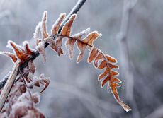 Dried Plant Covered In Frost