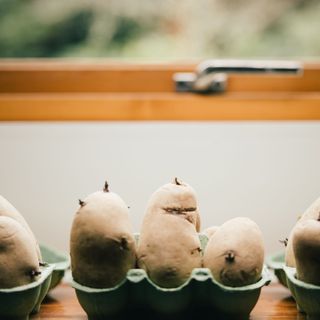 Chitting seed potatoes in egg box on windowsill