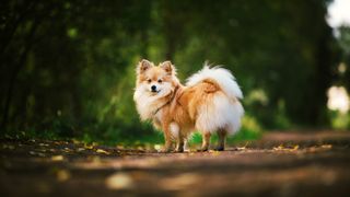 Pomeranian dog outside, one of many spitz dog breeds