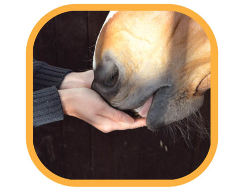 feed-from-hand