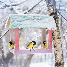 birds flocking around a bird feeder in winter