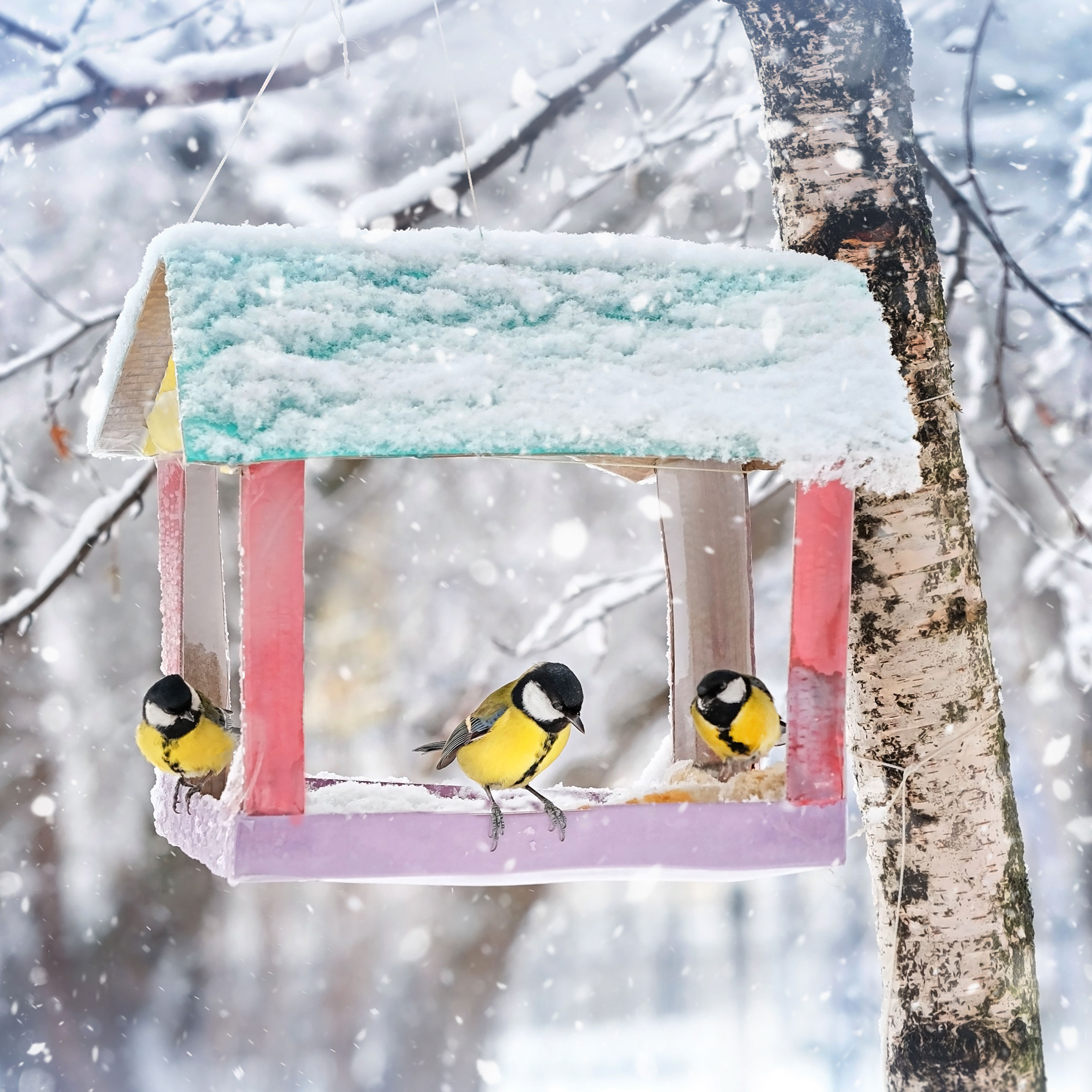 birds flocking around a bird feeder in winter